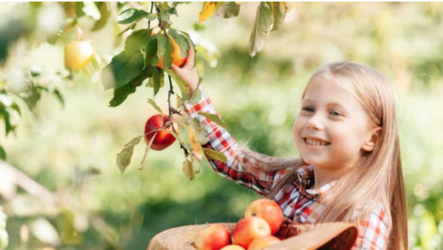 Little girl picking apples from a tree 