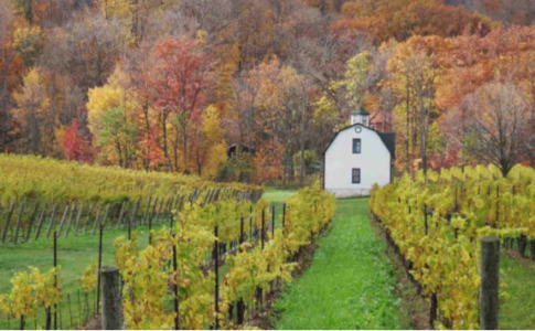 small building in the middle of a winery in Fall 