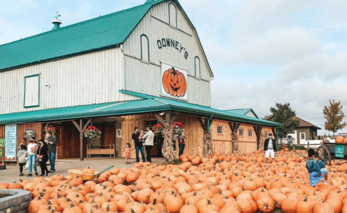 a barn surrounded by pumpkins