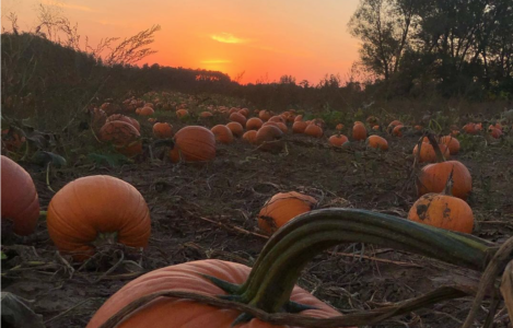 a pumpkin field at sunset