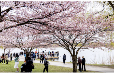 People waling amongst cherry blossom trees