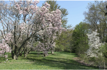 A green garden with cherry blossom trees