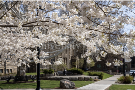 A building surrounded by cherry blossoms