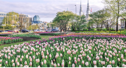 A field of tulips with buildings in the back