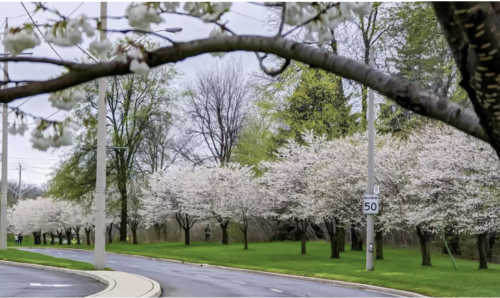 A road lined with cherry blossom trees