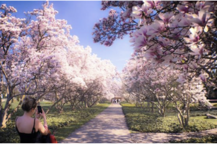 A path in a park lined with cherry blossom trees