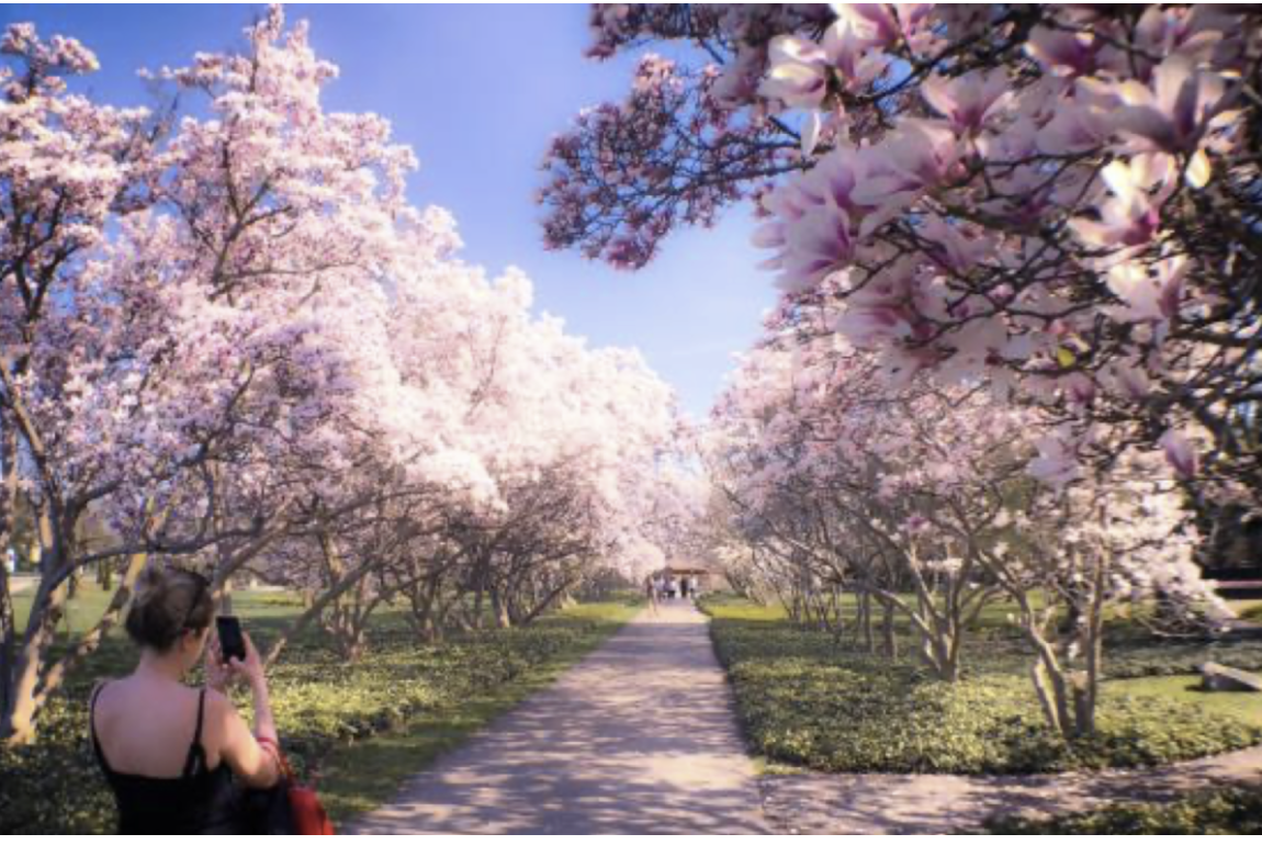 WHERE TO SEE THE CHERRY BLOSSOMS IN ONTARIO