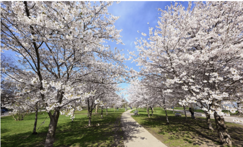 A pathway in a park lined with cherry blossom trees