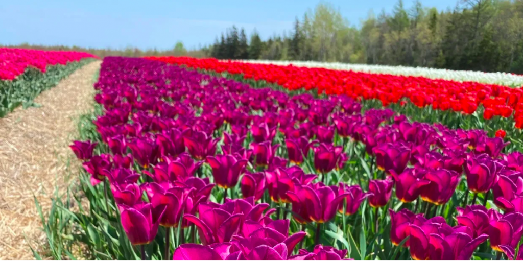 Rows of beautiful tulips at a must see tulup farm in Ontario
