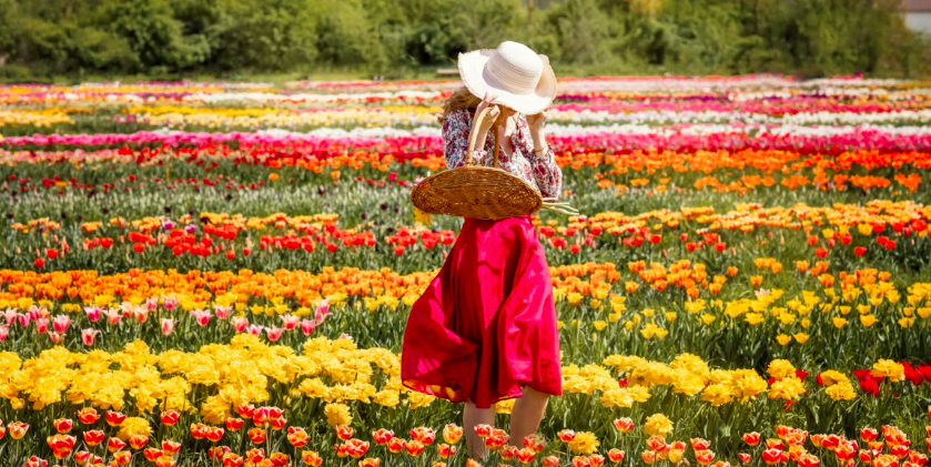 A women standing in a field of beautiful tulips at this must visit tulip farm in ontario 