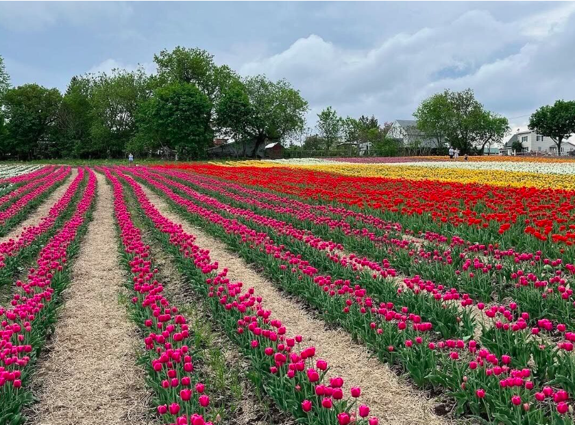 Rows of beautiful coloured tulips at an ontario farm 