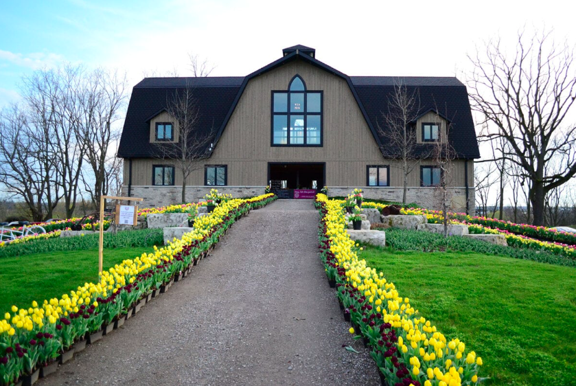 A grand house with rows of tulips at a tulip farm in Ontario 