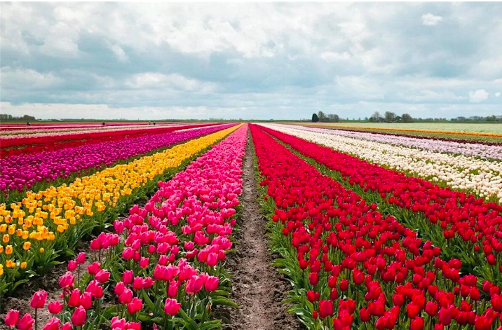 Rows of colourful tlips at this beautiful must see tulip farm in Ontario 