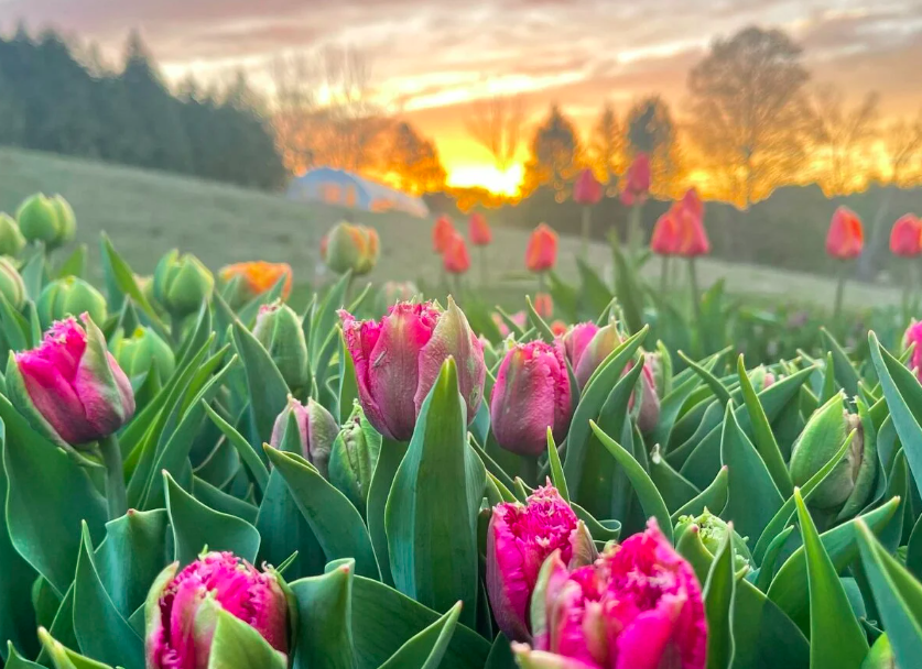 Sun setting over a field of tulips at this must visit tulip farm in ontario 