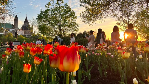 People standing around a field of tulips at the Canadian Tulip Festival in Ottawa