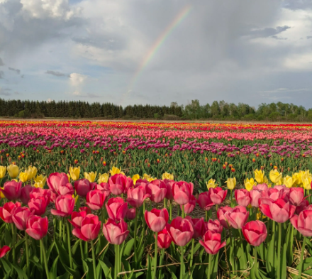 A rainbow over a field of colourful tulips at this must see tulip farm in ontario 
