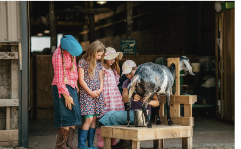 A group of kids learing how to milk a goat at an animal farm in ontario