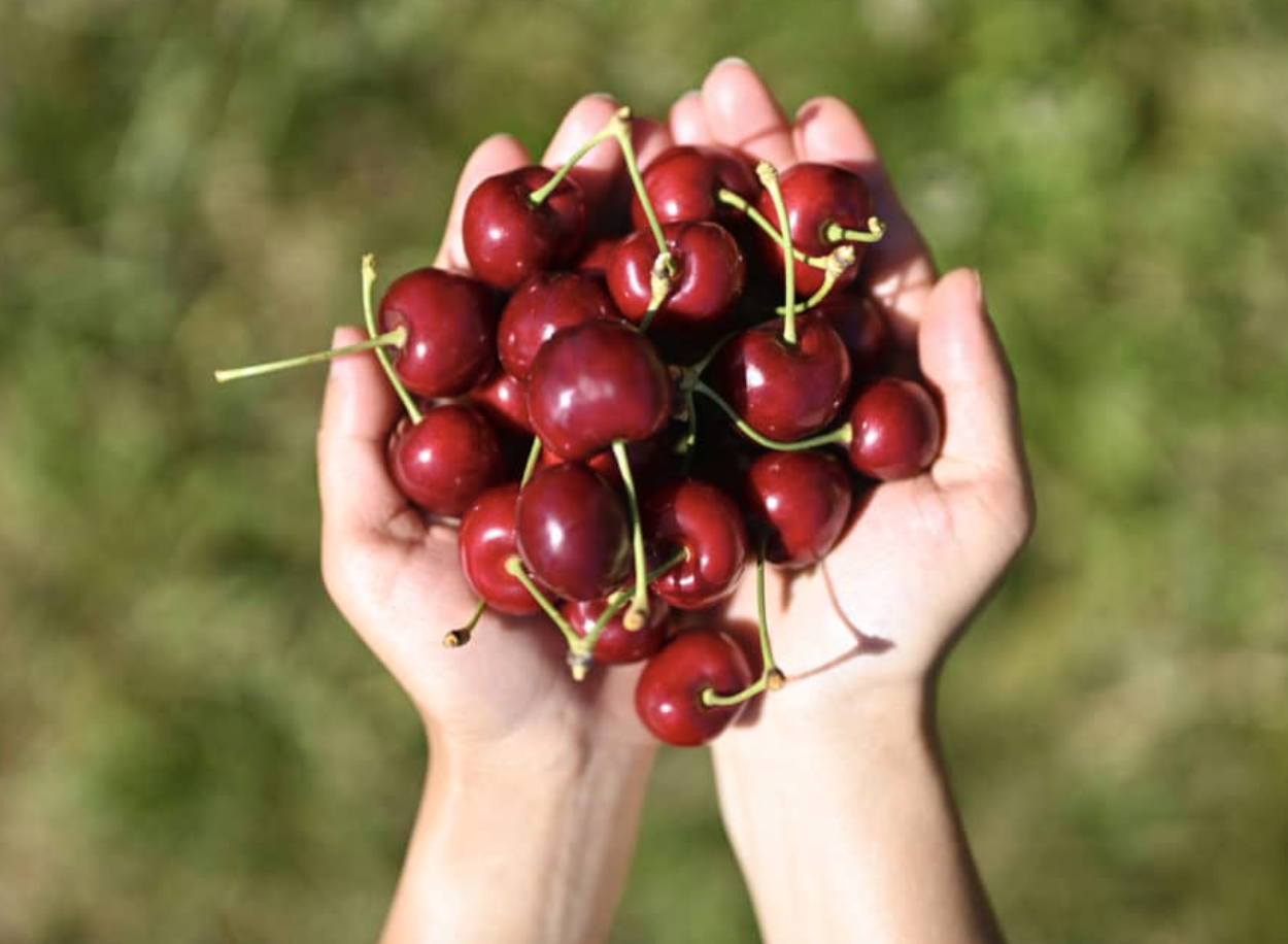 Cherry Picking in Ontario – Best Orchards & Seasonal Tips