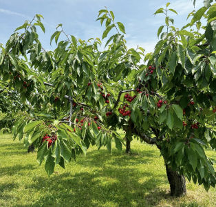 cherry picking in ontario at Smith Two Century Farm
