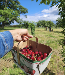 Cherry picking in ontario at Bridgman’s Farm