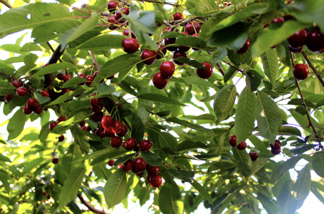 cherry picking in ontario at Fieldtree Farm