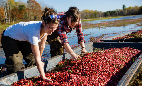 Muskoka Lakes Farm & Winery cranberry marsh tours