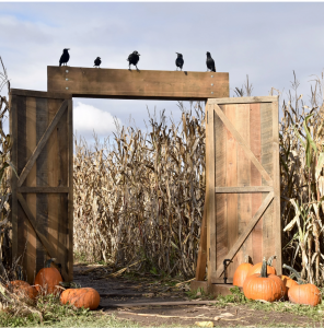 Apple picking and fall fun in ontario