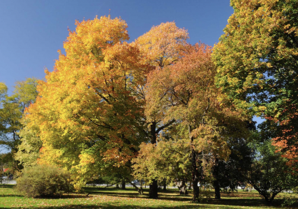 Arboretum at the Central Experimental Farm in Fall