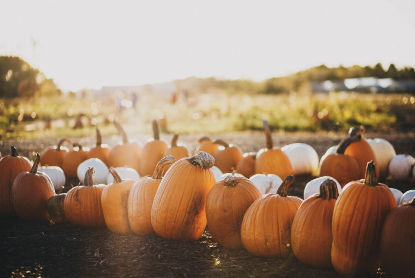 BEST PUMPKIN PATCHES IN ONTARIO