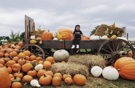 Rounds Ranch Pumpkin patch 