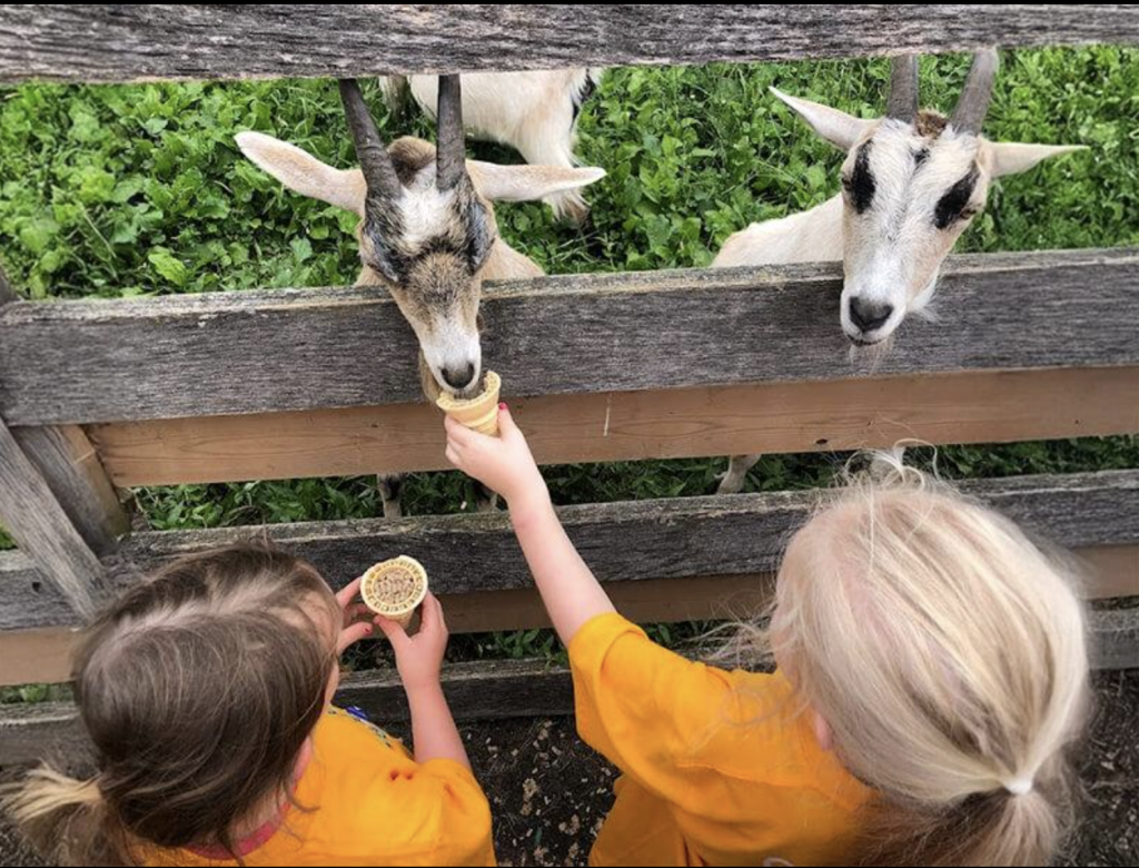 Children at a petting zoo feeding goats