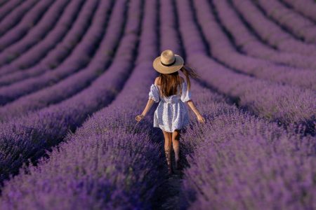 Lavender fields in Ontario
