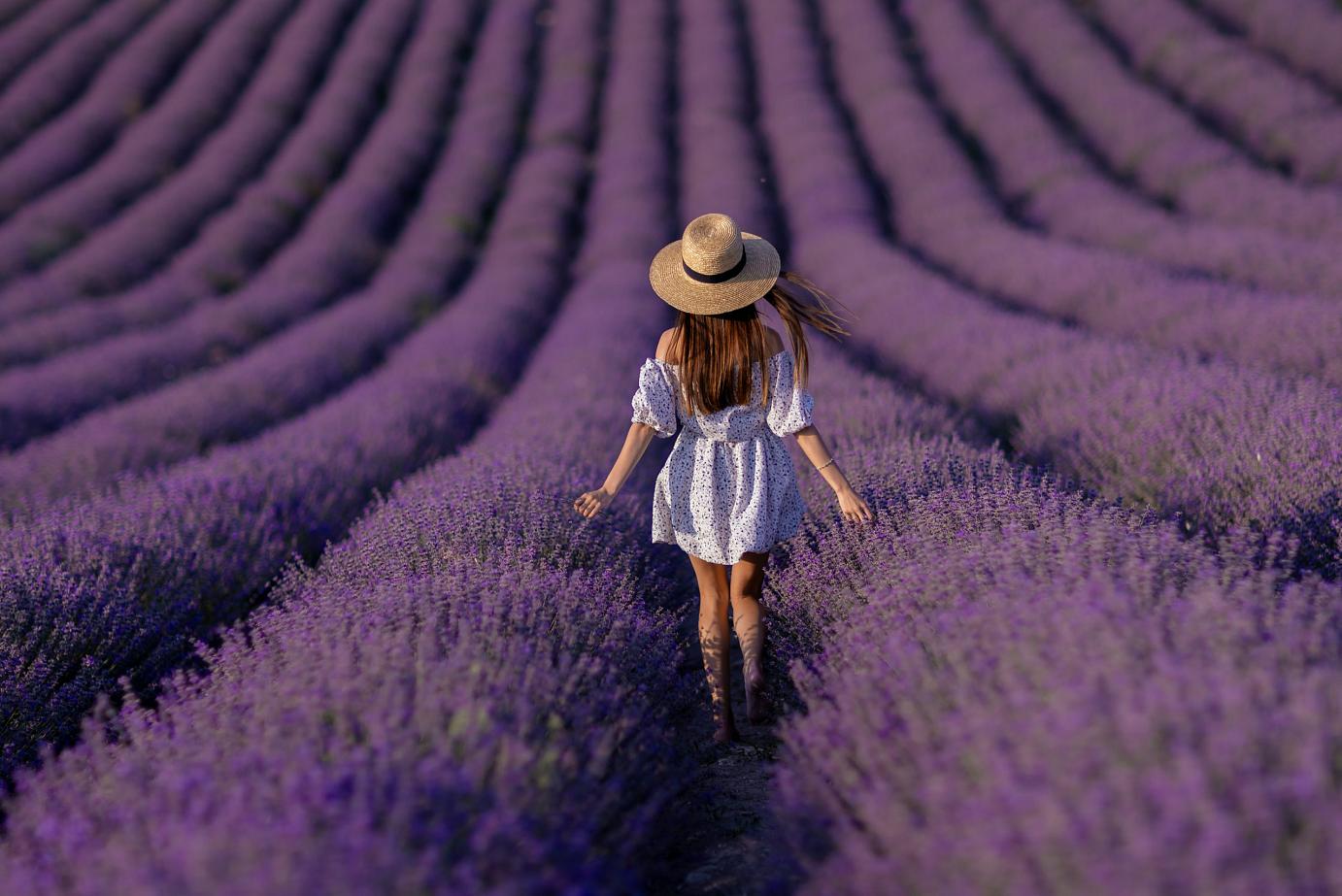 Best Lavender Farms in Ontario