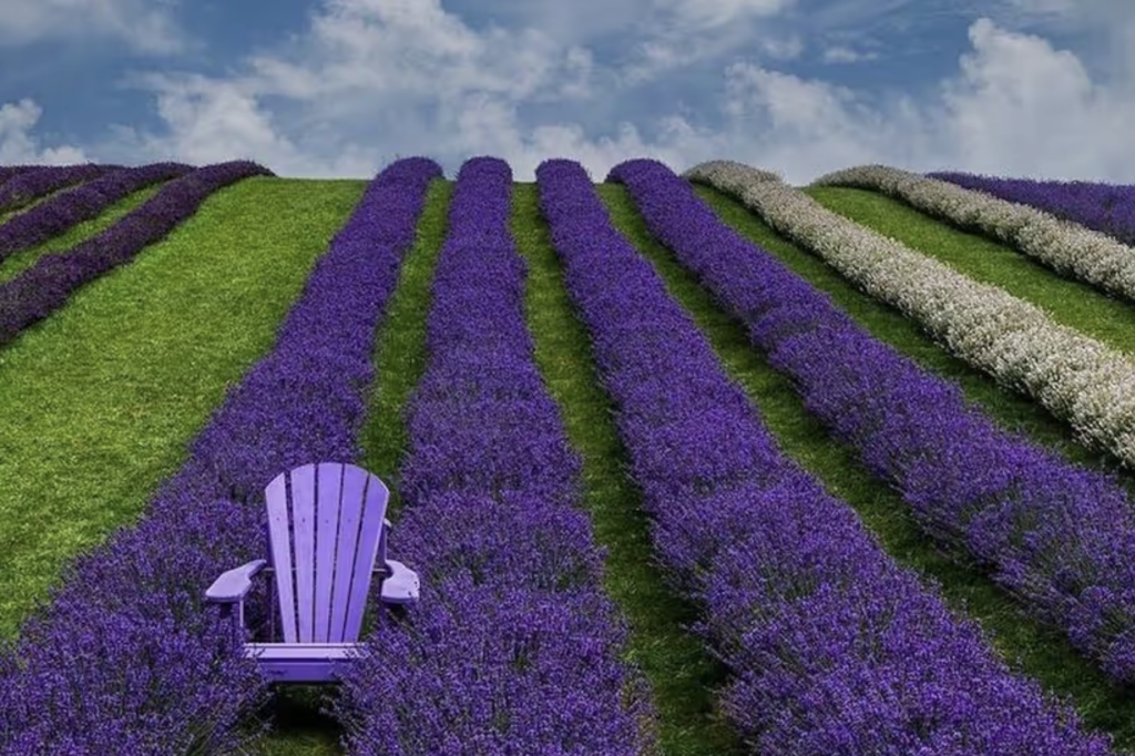 Kelso Lavender