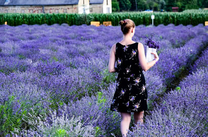 Prince Edward County Lavender
