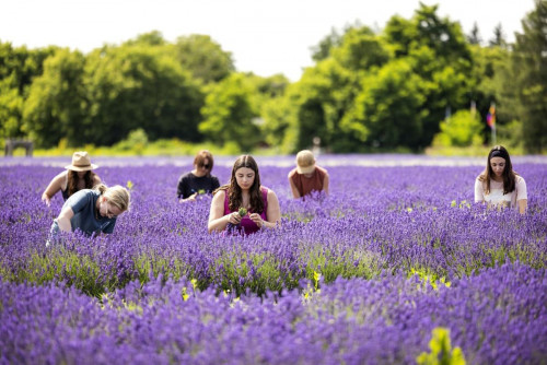 Canada Day Lavender Festival-event-photo