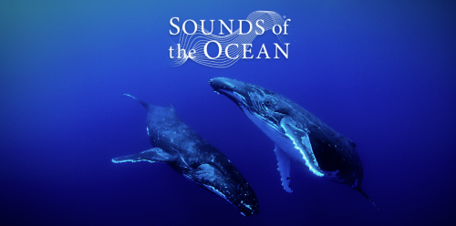 Sounds of the Ocean at Arcadia Earth!-event-photo