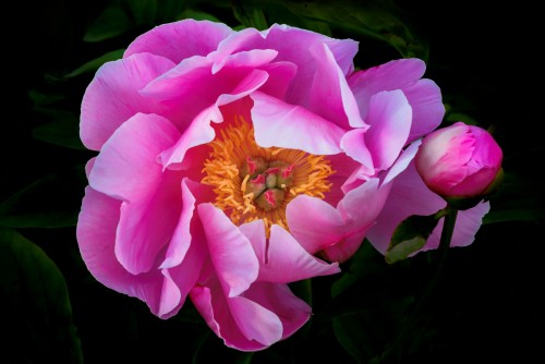 Oshawa Peony Festival