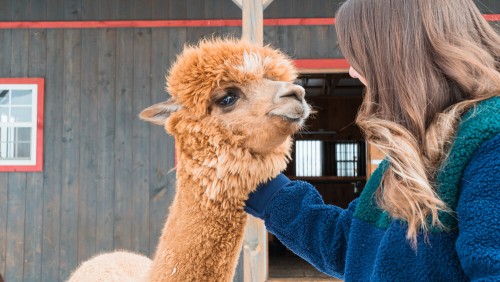 Private Alpaca Farm Tours