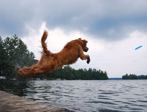 Dock Diving Dog Contest
