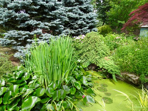 Shaw Guild Garden Tour 2020