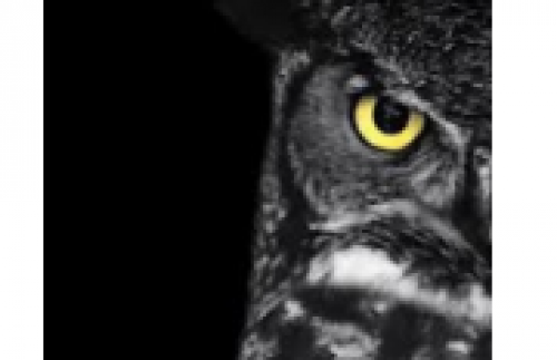 Ganaraska Region Conservation Authority's Owl Prowl