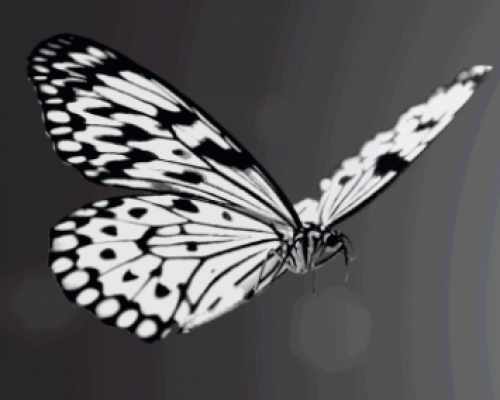 Flight of White - Experience a Snowball of Butterflies!