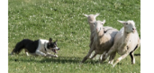 Kingston Sheep Dog Trials Festival