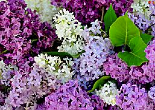 Warkworth Lilac Festival