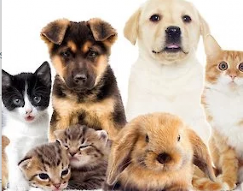 Niagara Pet Expo