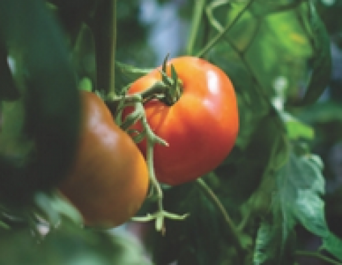 Vineland's Inside the Science Open House The Tomato Story