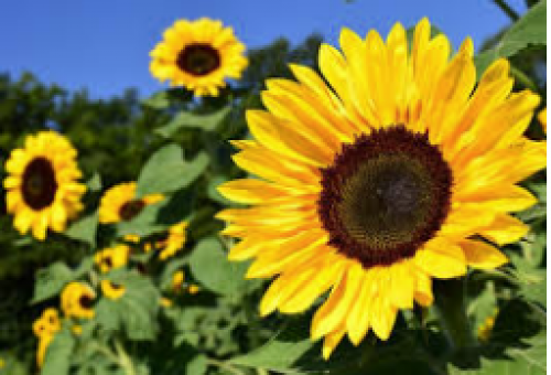 Sunridge Sunflower Festival