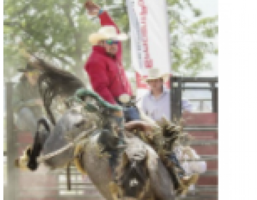 Norfolk Ram Rodeo