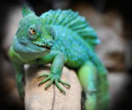 Toronto Reptile Expo: March 31st